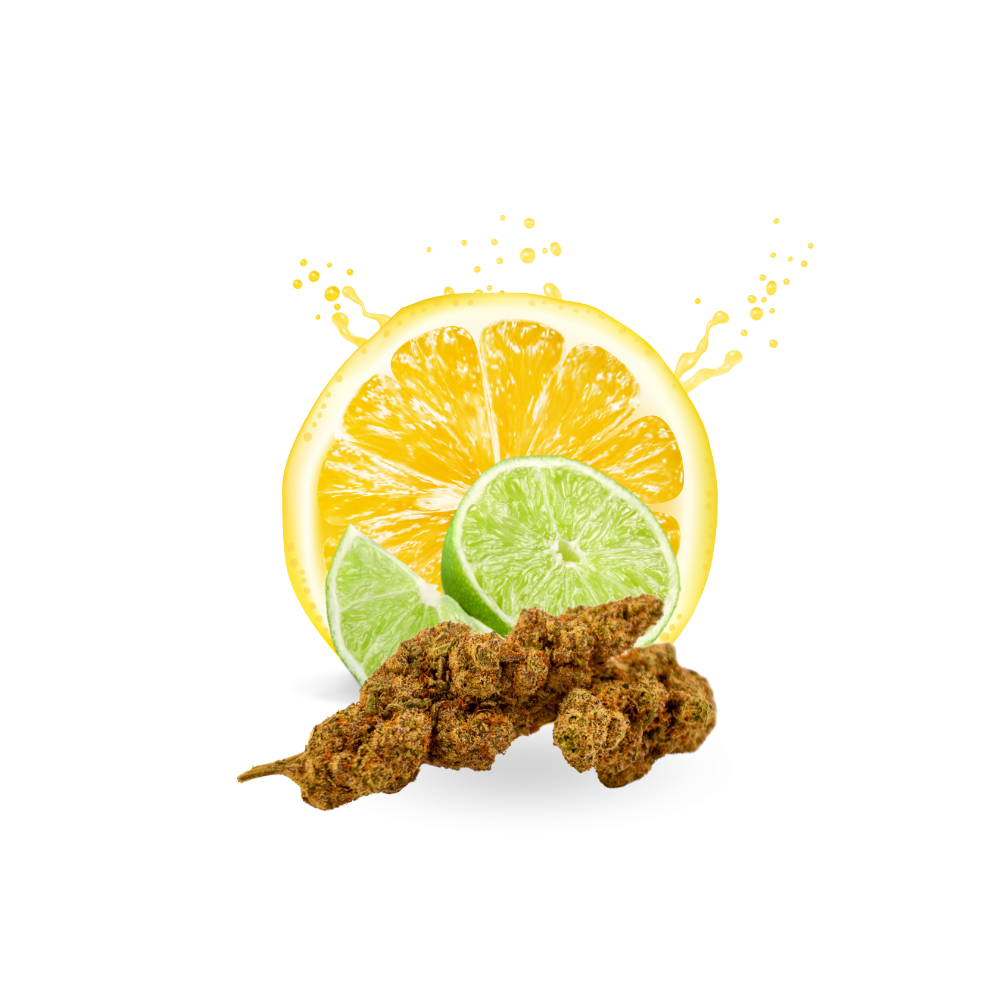 Plutonium - Anti-stress