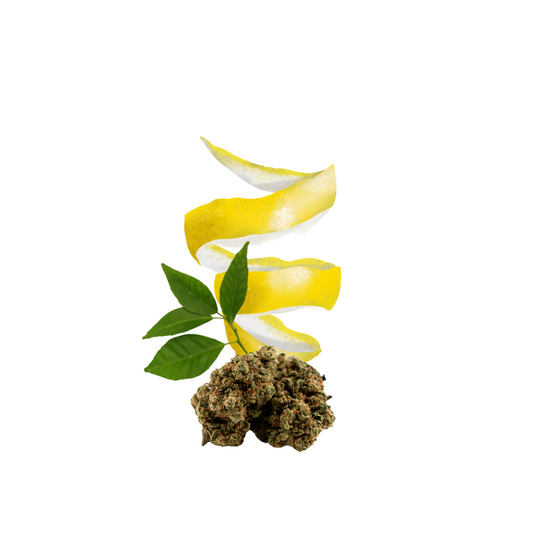 Amnesia us - Anti-stress